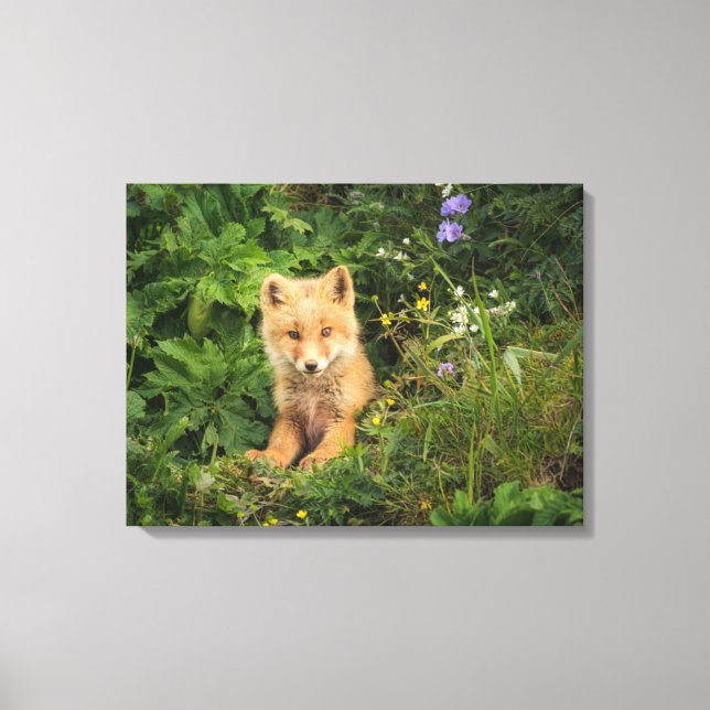 Cutest Baby Animals | Red Fox at Umnak Alaska Canvas Print (Front)