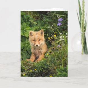Cutest Baby Animals Red Fox at Umnak Alaska Card