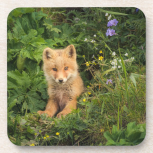 Cutest Baby Animals Red Fox at Umnak Alaska Coaster