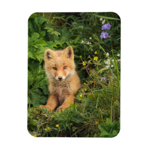 Cutest Baby Animals   Red Fox at Umnak Alaska Magnet
