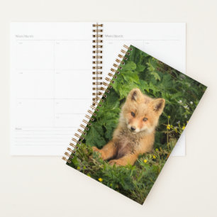 Cutest Baby Animals Red Fox at Umnak Alaska Planner