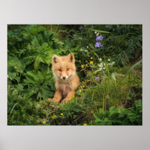 Cutest Baby Animals   Red Fox at Umnak Alaska Poster