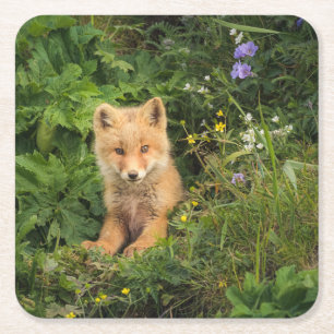 Cutest Baby Animals Red Fox at Umnak Alaska Square Paper Coaster