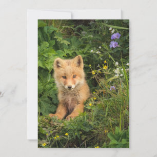 Cutest Baby Animals   Red Fox at Umnak Alaska Thank You Card