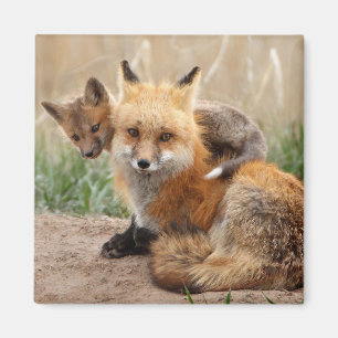 Cutest Baby Animals Red Fox & Baby Magnet
