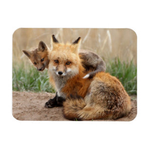Cutest Baby Animals   Red Fox & Baby Magnet