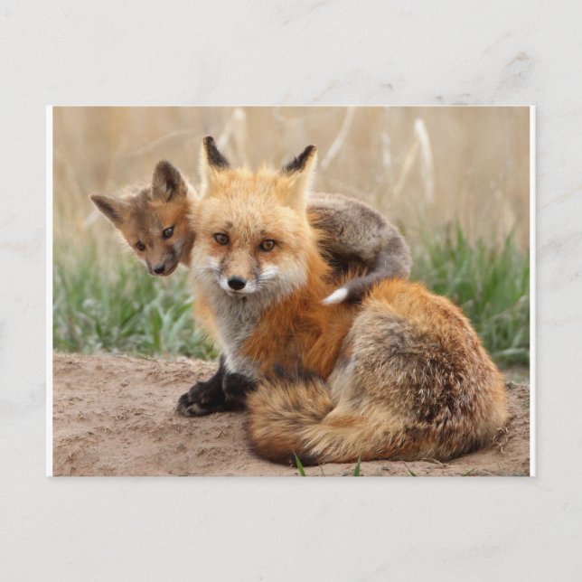 Cutest Baby Animals | Red Fox & Baby Postcard (Front)