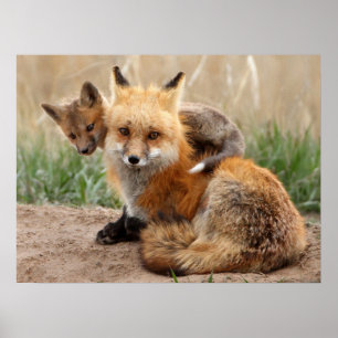 Cutest Baby Animals Red Fox & Baby Poster