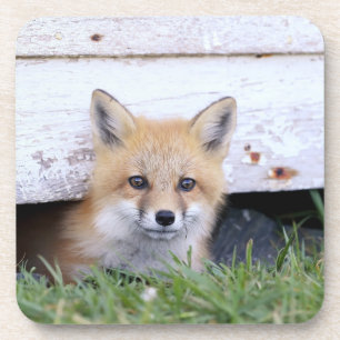 Cutest Baby Animals   Red Fox Kit Peeking Coaster