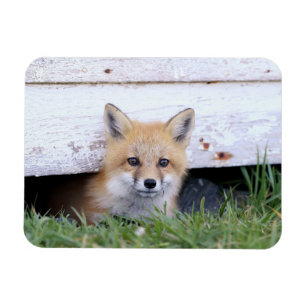 Cutest Baby Animals   Red Fox Kit Peeking Magnet