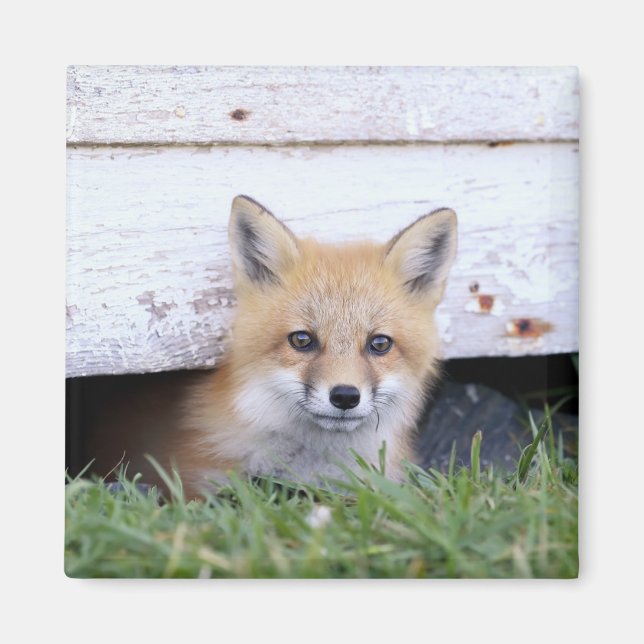 Cutest Baby Animals | Red Fox Kit Peeking Magnet (Front)