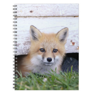 Cutest Baby Animals   Red Fox Kit Peeking Notebook