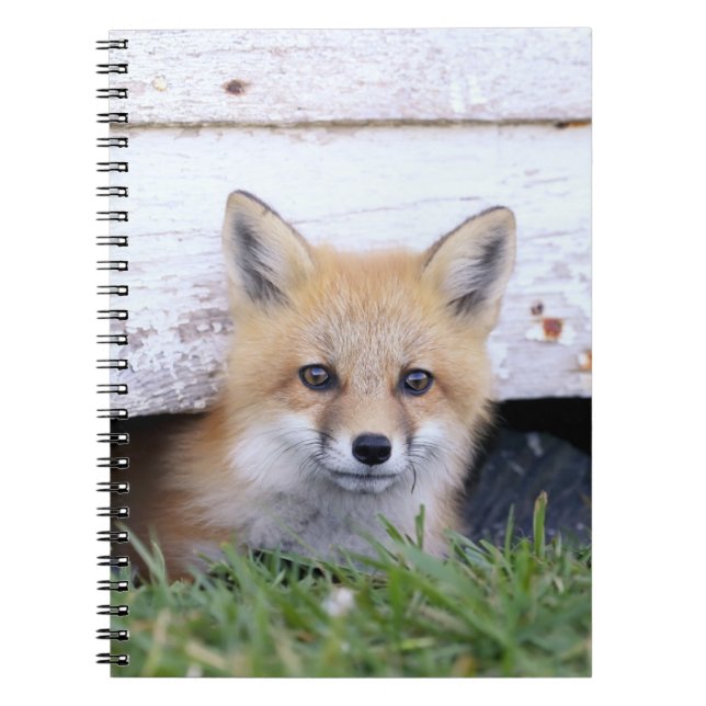Cutest Baby Animals | Red Fox Kit Peeking Notebook (Front)
