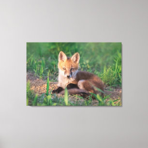Cutest Baby Animals   Red Fox Kit Relaxing Canvas Print