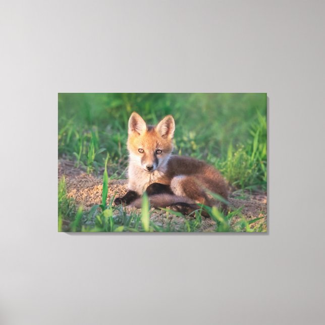 Cutest Baby Animals | Red Fox Kit Relaxing Canvas Print (Front)