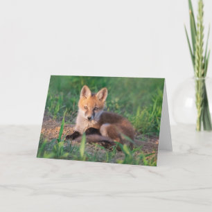 Cutest Baby Animals Red Fox Kit Relaxing Card