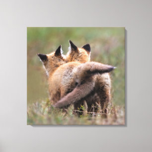 Cutest Baby Animals   Red Fox Kits Locking Tails Canvas Print