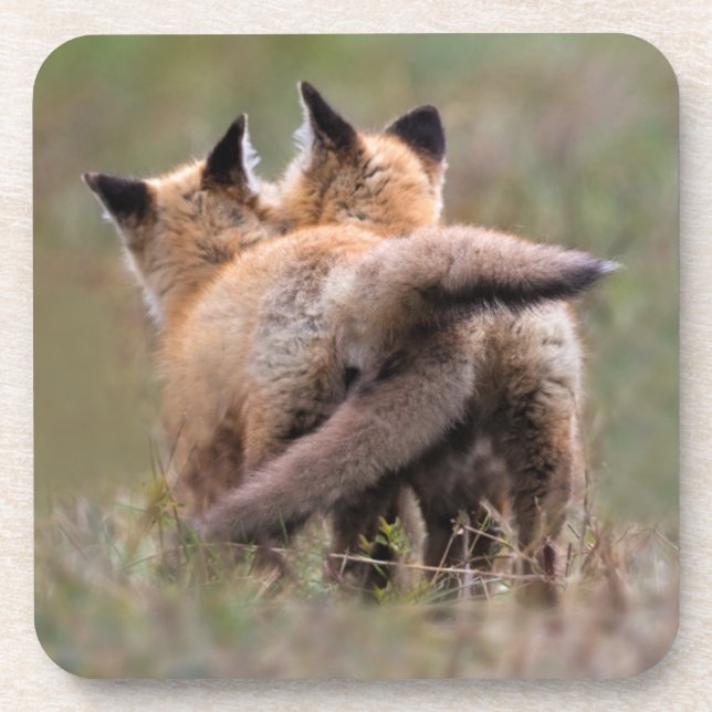 Cutest Baby Animals | Red Fox Kits Locking Tails Coaster (Front)