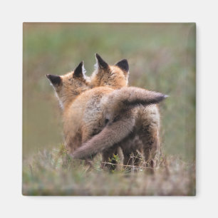Cutest Baby Animals Red Fox Kits Locking Tails Magnet
