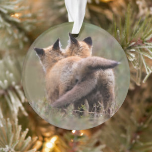 Cutest Baby Animals Red Fox Kits Locking Tails Ornament