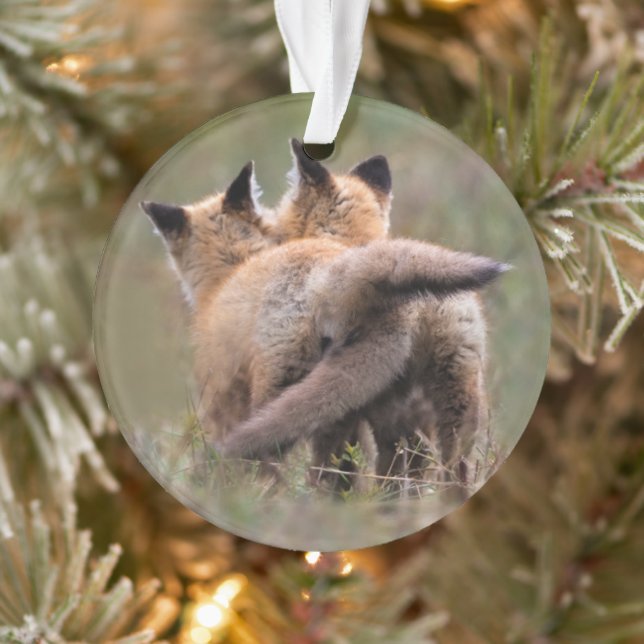 Cutest Baby Animals | Red Fox Kits Locking Tails Ornament (Tree)