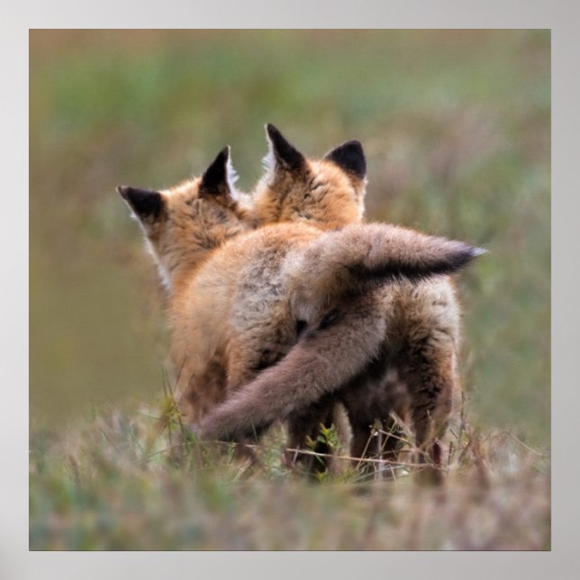 Cutest Baby Animals | Red Fox Kits Locking Tails Poster (Front)