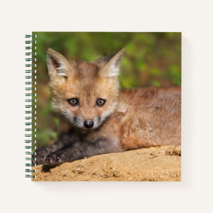 Cutest Baby Animals   Red Fox Pup Notebook