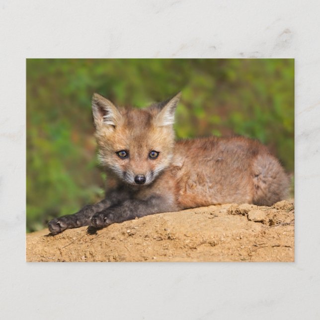 Cutest Baby Animals | Red Fox Pup Postcard (Front)