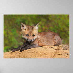 Cutest Baby Animals   Red Fox Pup Poster