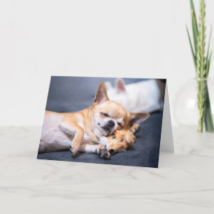 Cutest Baby Animals   Red-haired Chihuahua Dog Card