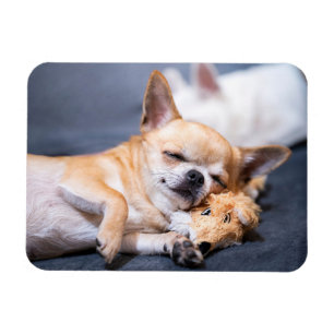 Cutest Baby Animals Red-haired Chihuahua Dog Magnet