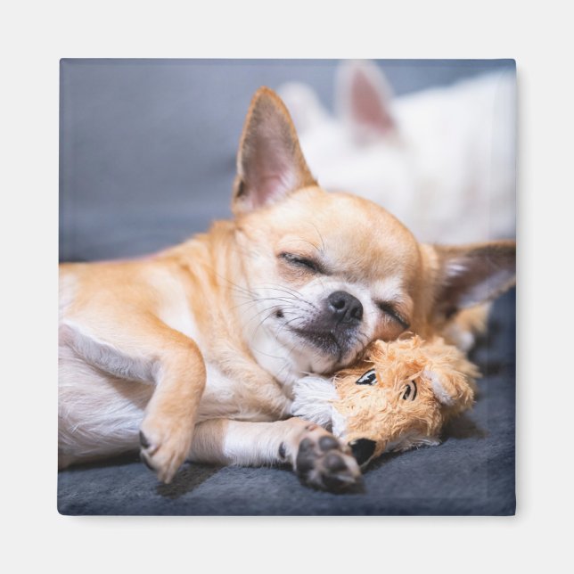 Cutest Baby Animals | Red-haired Chihuahua Dog Magnet (Front)