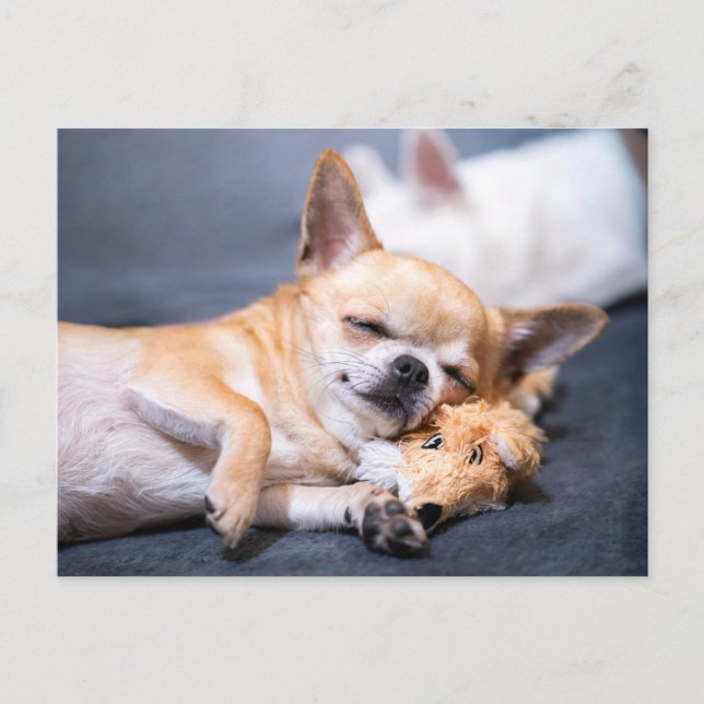 Cutest Baby Animals | Red-haired Chihuahua Dog Postcard (Front)