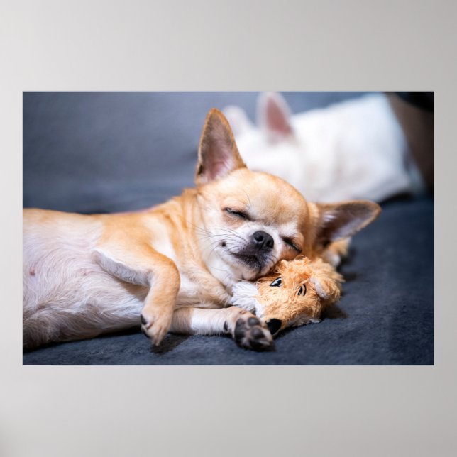 Cutest Baby Animals | Red-haired Chihuahua Dog Poster (Front)