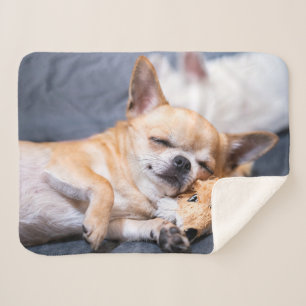Cutest Baby Animals   Red-haired Chihuahua Dog Sherpa Blanket