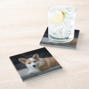 Cutest Baby Animals   Relaxing Corgi Puppy Glass Coaster