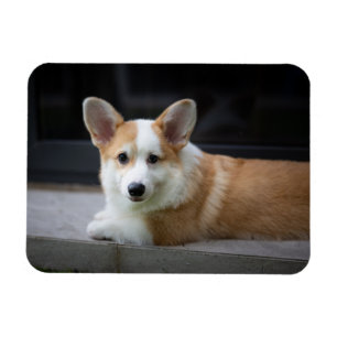 Cutest Baby Animals   Relaxing Corgi Puppy Magnet