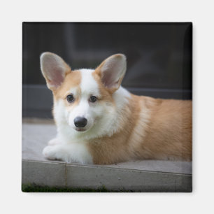 Cutest Baby Animals Relaxing Corgi Puppy Magnet