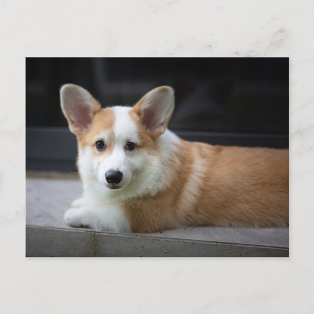 Cutest Baby Animals | Relaxing Corgi Puppy Postcard (Front)