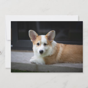Cutest Baby Animals   Relaxing Corgi Puppy Thank You Card