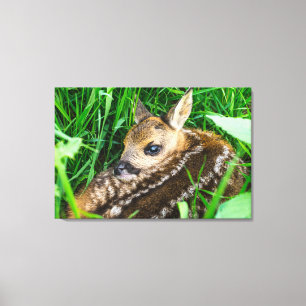Cutest Baby Animals Roe Deer Baby Canvas Print