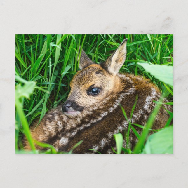 Cutest Baby Animals | Roe Deer Baby Postcard (Front)