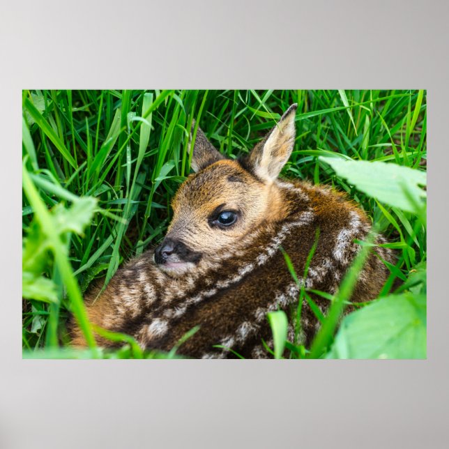 Cutest Baby Animals | Roe Deer Baby Poster (Front)