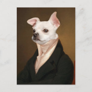 Cutest Baby Animals   Royal Chihuahua Portrait Postcard