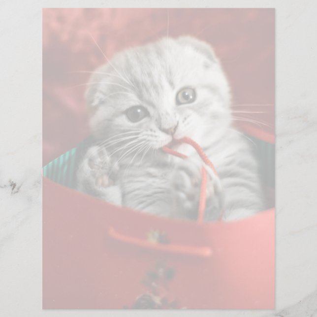 Cutest Baby Animals | Scottish Fold Kitten (Front)