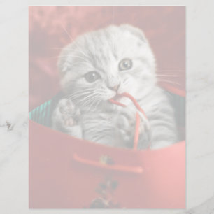 Cutest Baby Animals   Scottish Fold Kitten