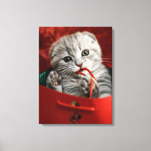 Cutest Baby Animals   Scottish Fold Kitten Canvas Print