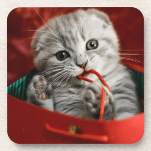 Cutest Baby Animals   Scottish Fold Kitten Coaster