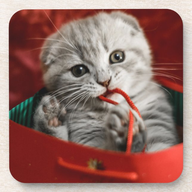 Cutest Baby Animals | Scottish Fold Kitten Coaster (Front)