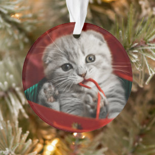 Cutest Baby Animals   Scottish Fold Kitten Ornament